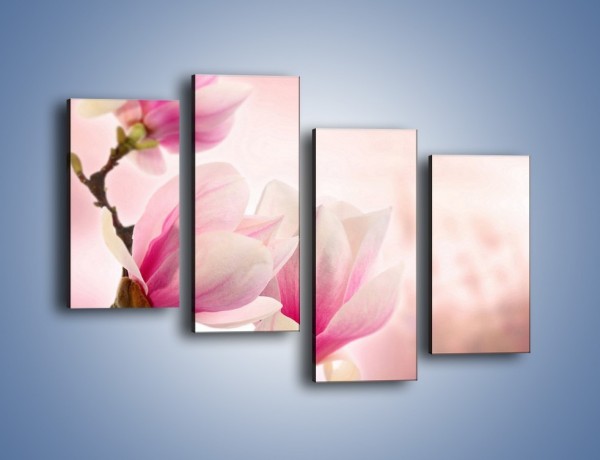 Obraz na płótnie – W pół rozwinięte biało-różowe magnolie – czteroczęściowy K033W2