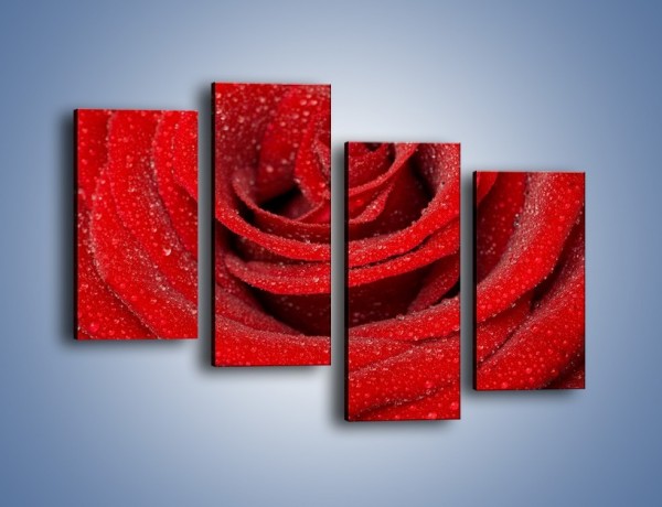 Obraz na płótnie – Czerwona moc w róży – czteroczęściowy K171W2
