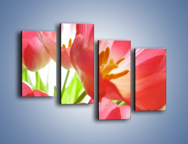 Obraz na płótnie – Rozwinięty tulipan w słońcu – czteroczęściowy K188W2