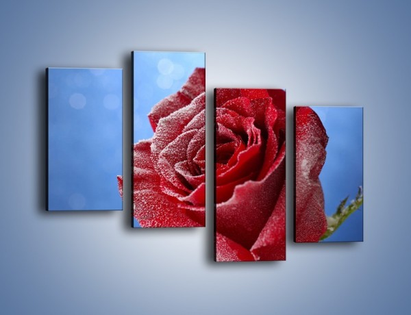 Obraz na płótnie – Róża w chłodne dni – czteroczęściowy K597W2