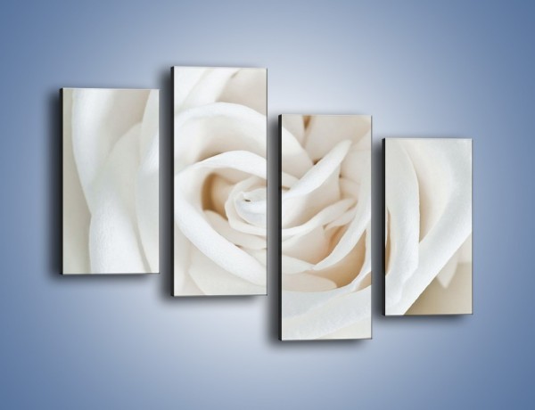 Obraz na płótnie – Biel róży za dnia – czteroczęściowy K709W2