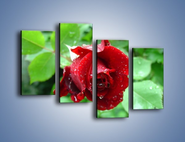 Obraz na płótnie – Zdrowa róża w ogrodzie – czteroczęściowy K875W2