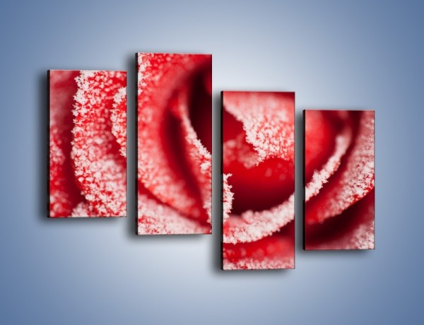 Obraz na płótnie – Zima widoczna na róży – czteroczęściowy K974W2