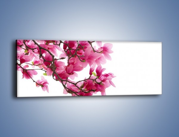 Obraz na płótnie – Kwiat wiśni na drzewie – jednoczęściowy panoramiczny K003