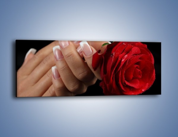 Obraz na płótnie – Kwiat róży w kobiecych dłoniach – jednoczęściowy panoramiczny K006