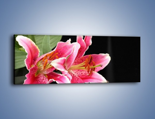 Obraz na płótnie – Rozwinięte lilie na czarnym tle – jednoczęściowy panoramiczny K007