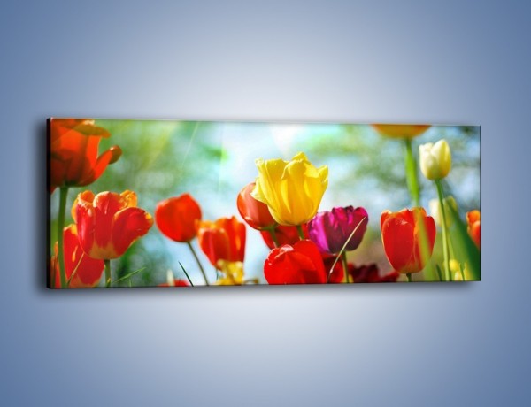 Obraz na płótnie – Pole polskich tulipanów – jednoczęściowy panoramiczny K011