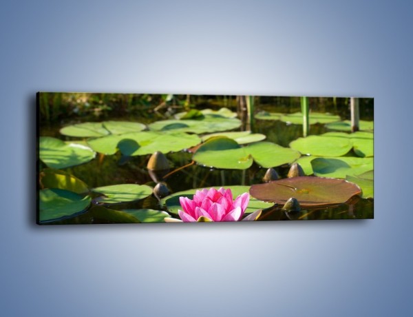 Obraz na płótnie – Ciemno-różowy nenufar na wodzie – jednoczęściowy panoramiczny K014