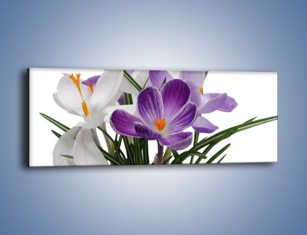 Obraz na płótnie – Biało-fioletowe krokusy – jednoczęściowy panoramiczny K020