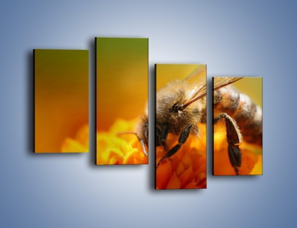 Obraz na płótnie – Pszczoła zbierająca nektar – czteroczęściowy Z002W2