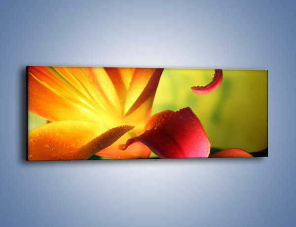 Obraz na płótnie – Rozwinięta lilia w kolorze słońca – jednoczęściowy panoramiczny K054
