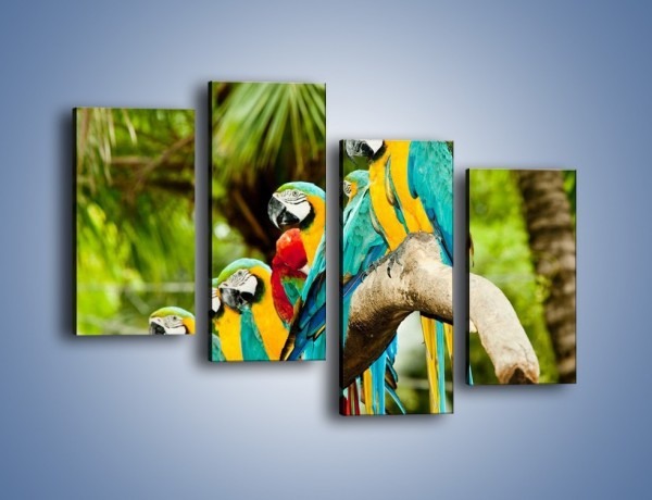 Obraz na płótnie – Kolorowe papugi w szeregu – czteroczęściowy Z029W2