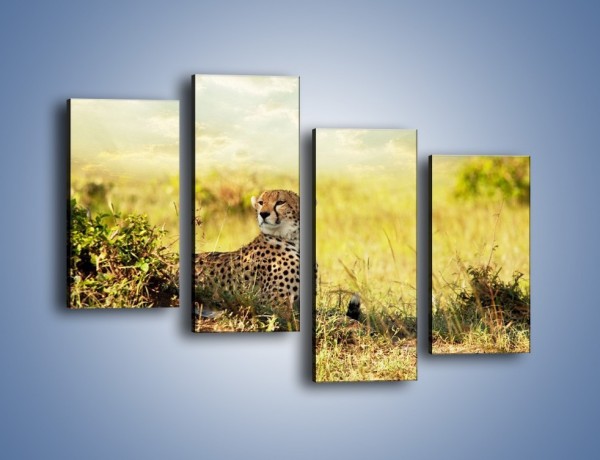 Obraz na płótnie – Relaks z gepardem w cieniu – czteroczęściowy Z040W2