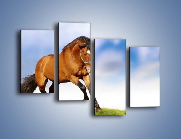 Obraz na płótnie – Przejażdżka na brązowym koniu – czteroczęściowy Z064W2