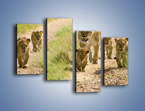 Obraz na płótnie – Spacer z małymi lwiątkami – czteroczęściowy Z112W2