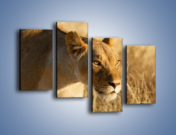 Obraz na płótnie – Polowanie z lwicą – czteroczęściowy Z132W2