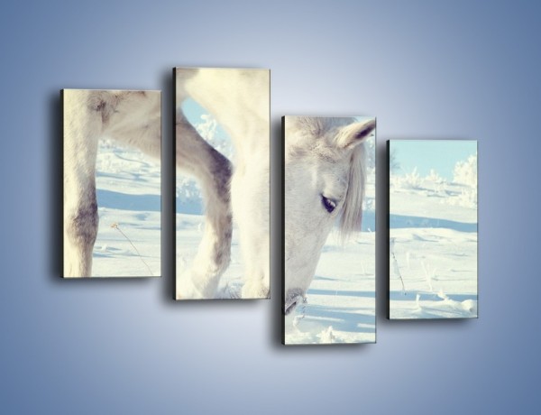 Obraz na płótnie – Arab w śnieżnym puchu – czteroczęściowy Z144W2