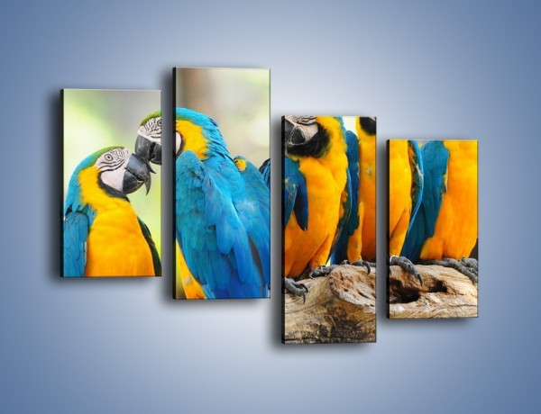 Obraz na płótnie – Pocałunek kolorowej papugi – czteroczęściowy Z187W2
