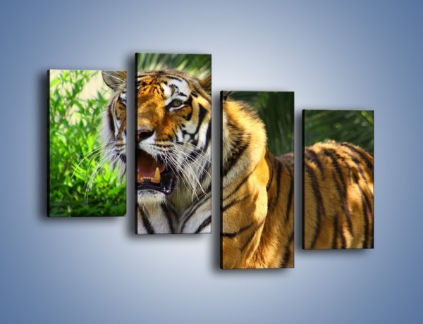 Obraz na płótnie – Cała duma tygrysa – czteroczęściowy Z199W2