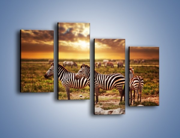 Obraz na płótnie – Zebra w dwóch kolorach – czteroczęściowy Z221W2