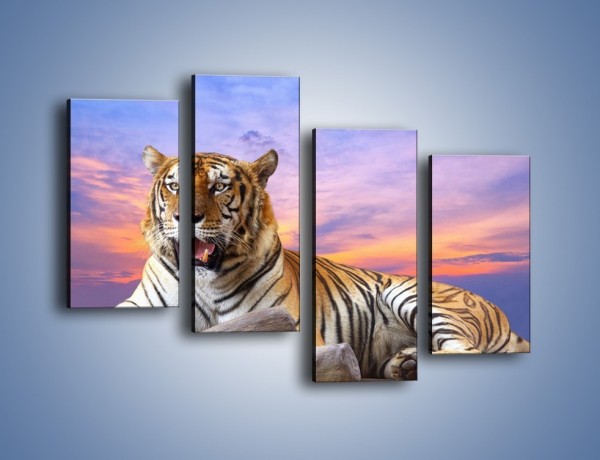 Obraz na płótnie – Tygrys o zachodzie słońca – czteroczęściowy Z246W2