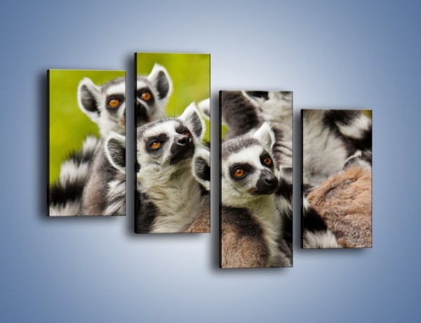 Obraz na płótnie – Wszystko wiedzące lemury – czteroczęściowy Z259W2