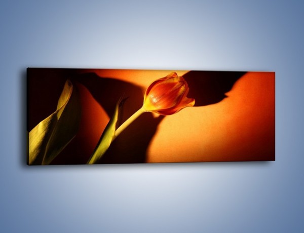 Obraz na płótnie – Tulipan w cieniu – jednoczęściowy panoramiczny K064