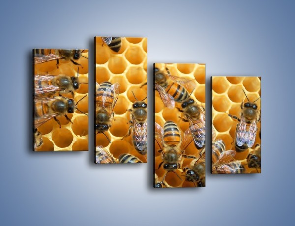 Obraz na płótnie – Pszczoły na plastrze miodu – czteroczęściowy Z265W2