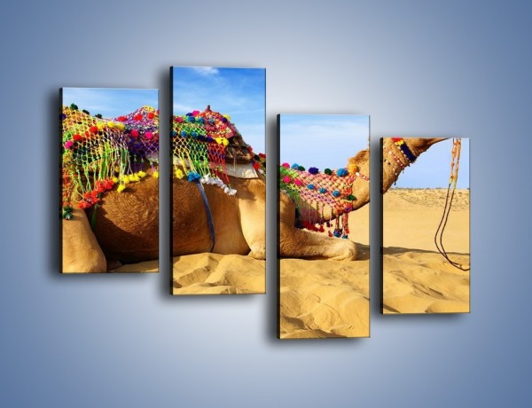 Obraz na płótnie – Wystrojony wielbłąd na pustyni – czteroczęściowy Z266W2