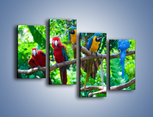 Obraz na płótnie – Obrażona koleżanka w gronie papug – czteroczęściowy Z269W2