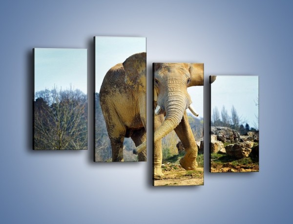 Obraz na płótnie – Ciężkie życie słonia – czteroczęściowy Z273W2