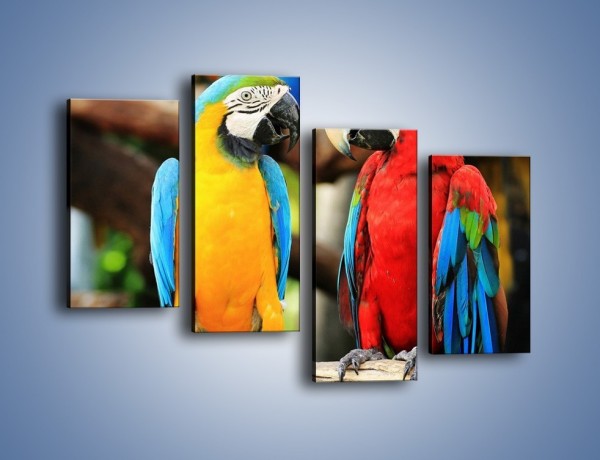 Obraz na płótnie – Ploty papuzie – czteroczęściowy Z276W2