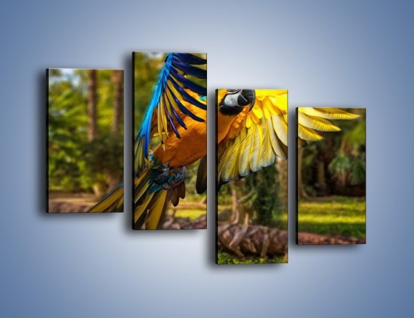 Obraz na płótnie – Rozłożone barwne skrzydła papugi – czteroczęściowy Z281W2