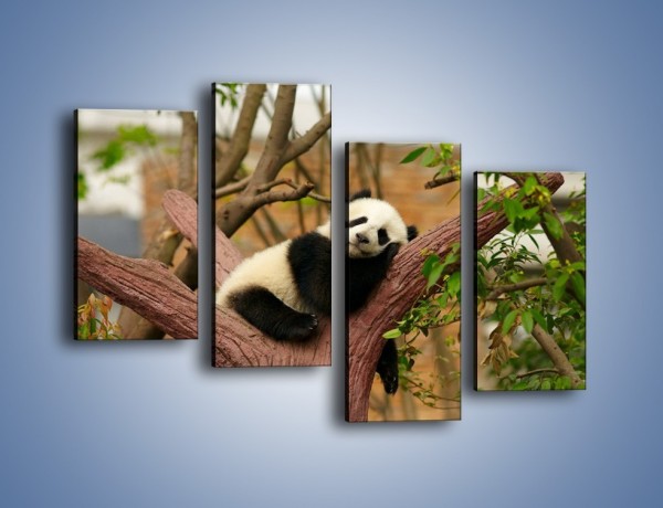 Obraz na płótnie – Sen pandy na drzewie – czteroczęściowy Z286W2