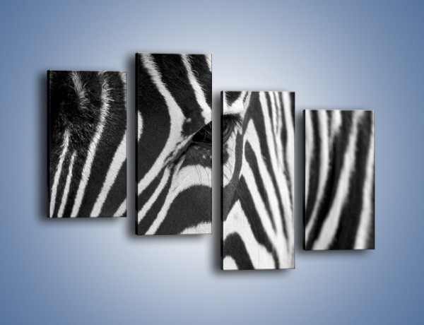 Obraz na płótnie – Zebra z bliska – czteroczęściowy Z301W2