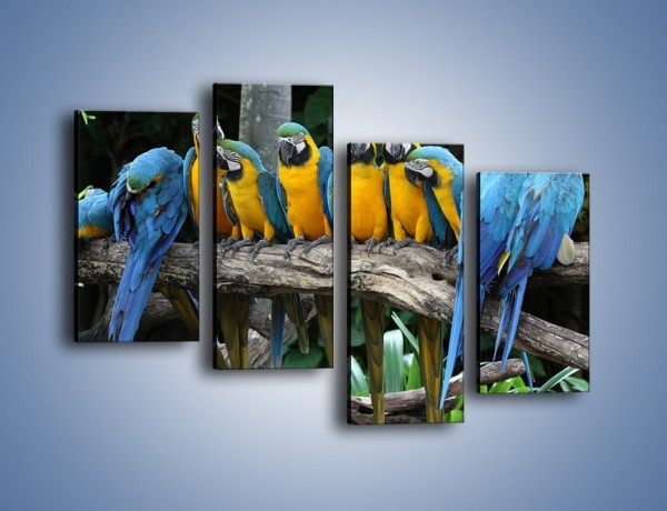 Obraz na płótnie – Narada papuziej rodziny – czteroczęściowy Z307W2