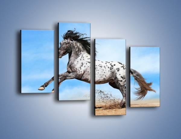 Obraz na płótnie – Rzadko spotykany okaz konia – czteroczęściowy Z329W2