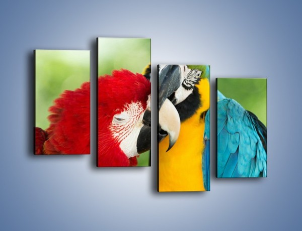 Obraz na płótnie – Miłość między papugami – czteroczęściowy Z333W2
