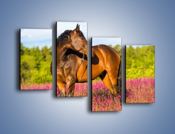 Obraz na płótnie – Koń w lawendowym polu – czteroczęściowy Z340W2