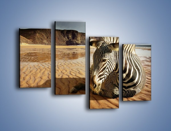 Obraz na płótnie – Odpoczynek zebry na mokrym piachu – czteroczęściowy Z342W2