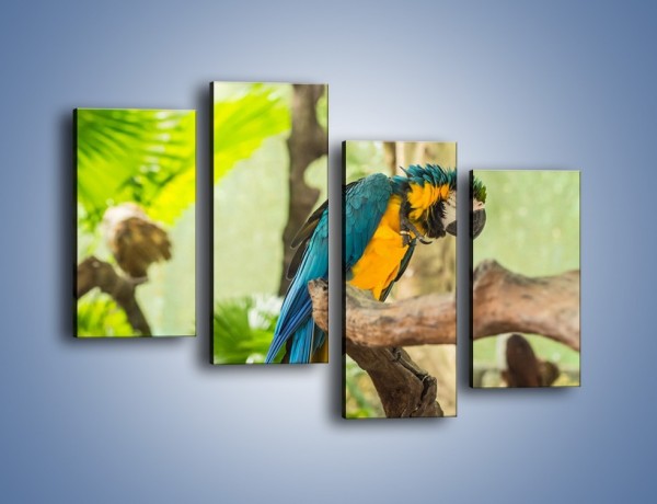 Obraz na płótnie – Zła potargana papuga – czteroczęściowy Z345W2