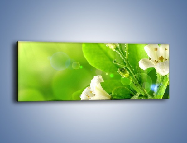 Obraz na płótnie – Zmoczone białe lilie – jednoczęściowy panoramiczny K070