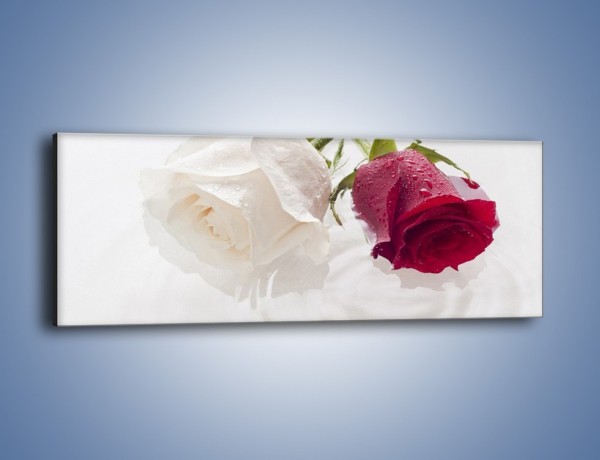 Obraz na płótnie – Róża biała czy czerwona – jednoczęściowy panoramiczny K077