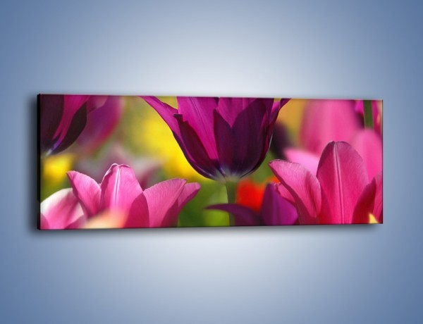 Obraz na płótnie – Tulipan w słonecznej oprawie – jednoczęściowy panoramiczny K078