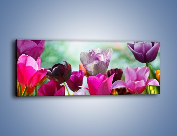 Obraz na płótnie – Tulipany o poranku – jednoczęściowy panoramiczny K081