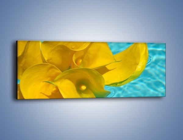 Obraz na płótnie – Żółte kalie na wodzie – jednoczęściowy panoramiczny K082