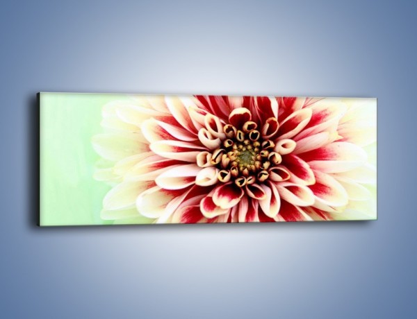 Obraz na płótnie – Rozwinięty jasny kwiat dalii – jednoczęściowy panoramiczny K098