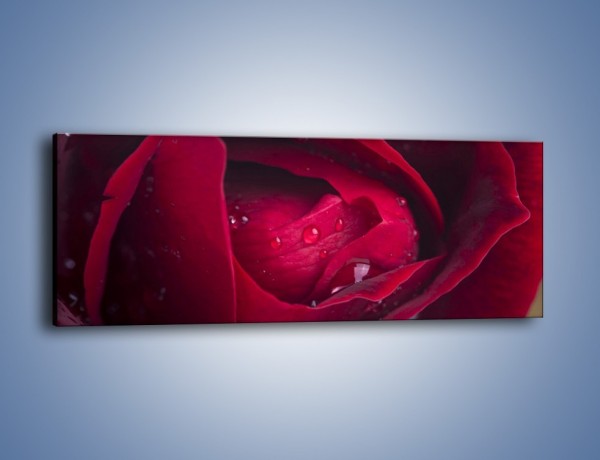 Obraz na płótnie – Ukryte myśli róży – jednoczęściowy panoramiczny K1018