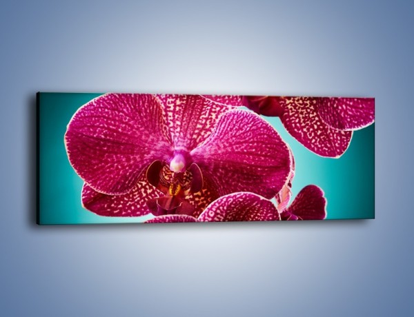 Obraz na płótnie – Płaty kwiatów i niebieskie tło – jednoczęściowy panoramiczny K1019