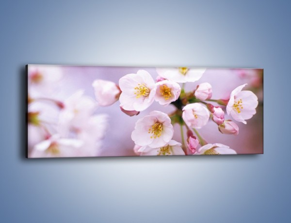 Obraz na płótnie – Gałązka kwiatów jabłoni – jednoczęściowy panoramiczny K102